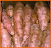 cultivo de la batata