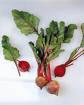 cultivo de remolacha azucarera